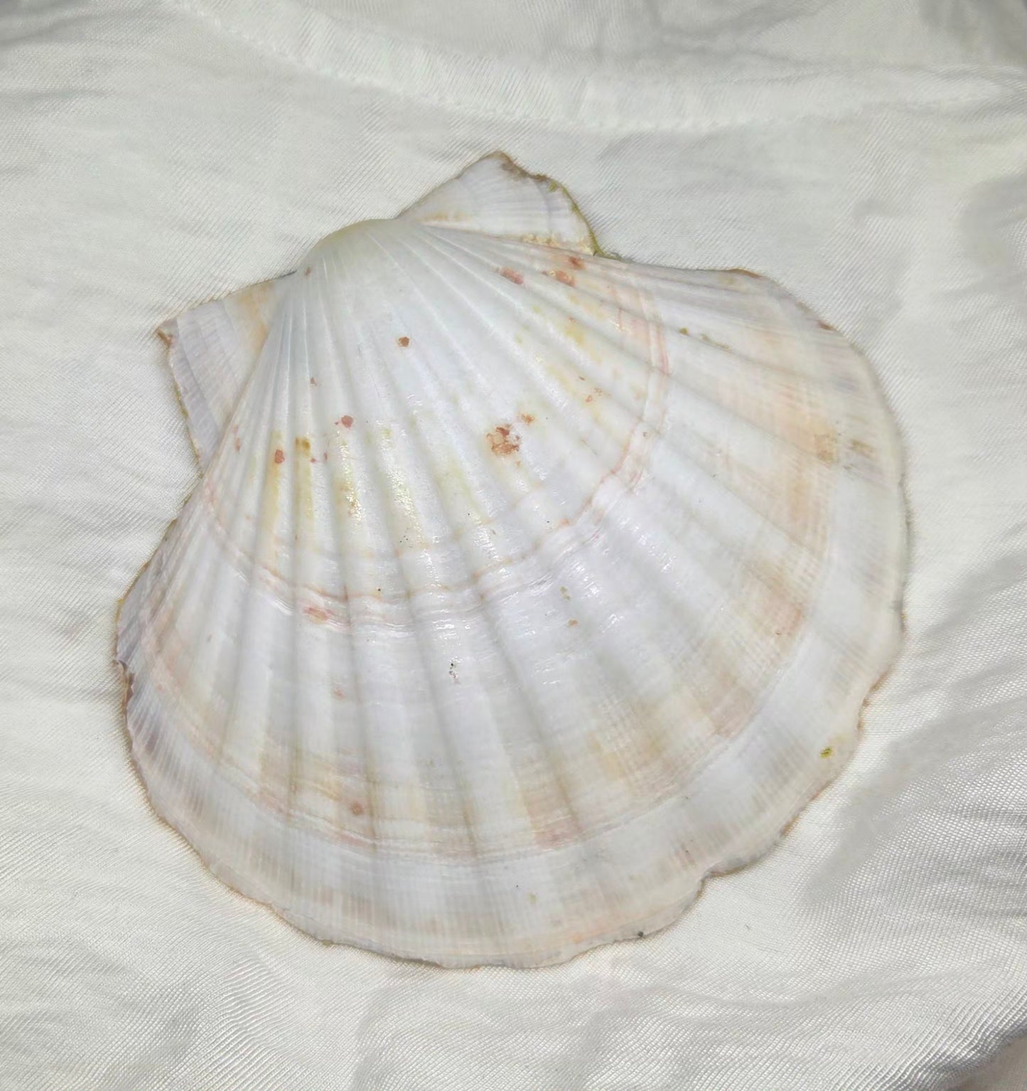 Porte bijoux Sicilia