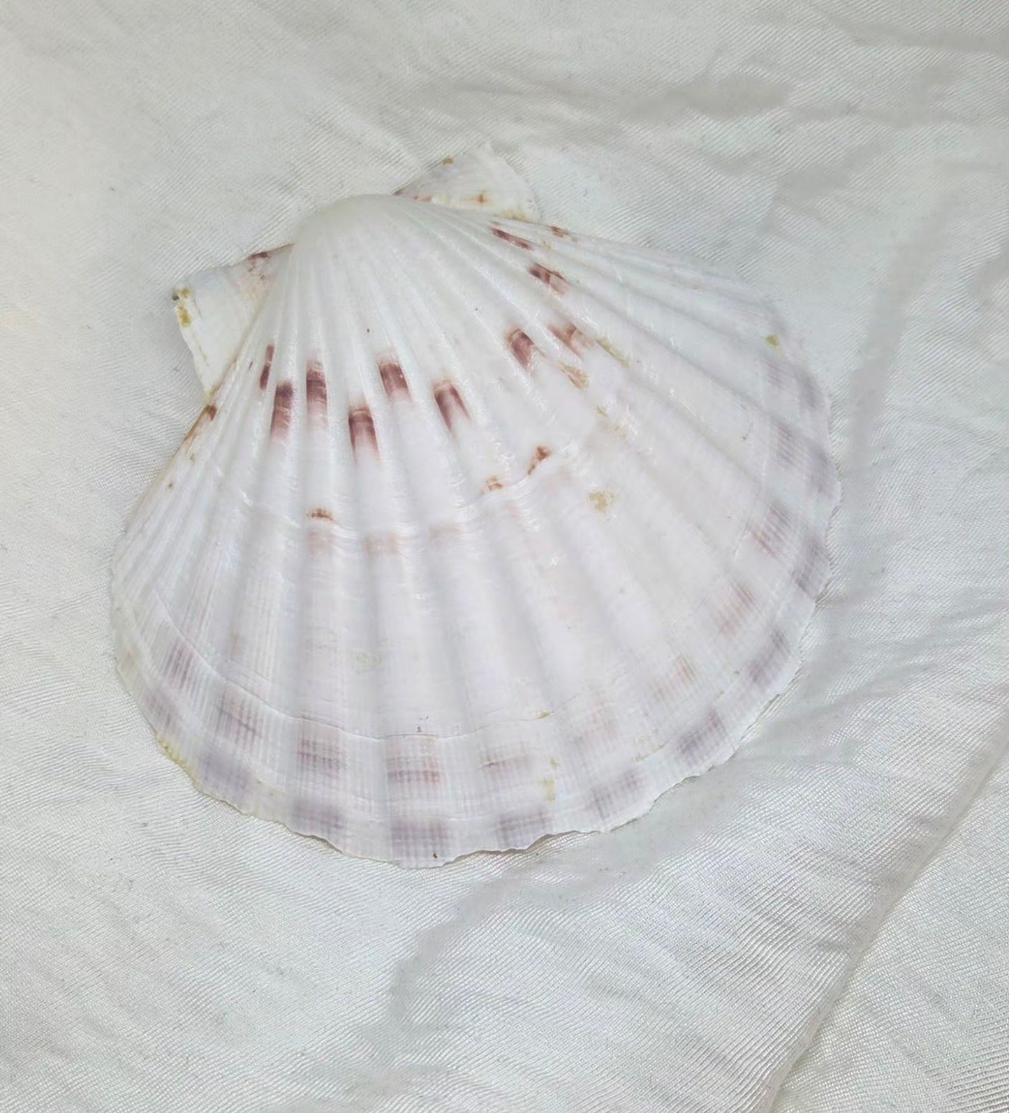 Porte bijoux Coquillage
